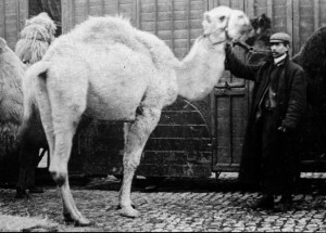 Bostock camel
